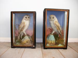 Victorian antique taxidermy by James Hutchings of Aberystwyth, Wales (4).JPG